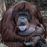 Paris, Frankreich. Die 57-jährige Borneo-Orang-Utan-Dame Nenette sitzt tiefenentspannt in ihrem Gehege im Menagerie-Zoo des Jardin des Plantes und streckt ihre Zunge den Besuchern entgegen.