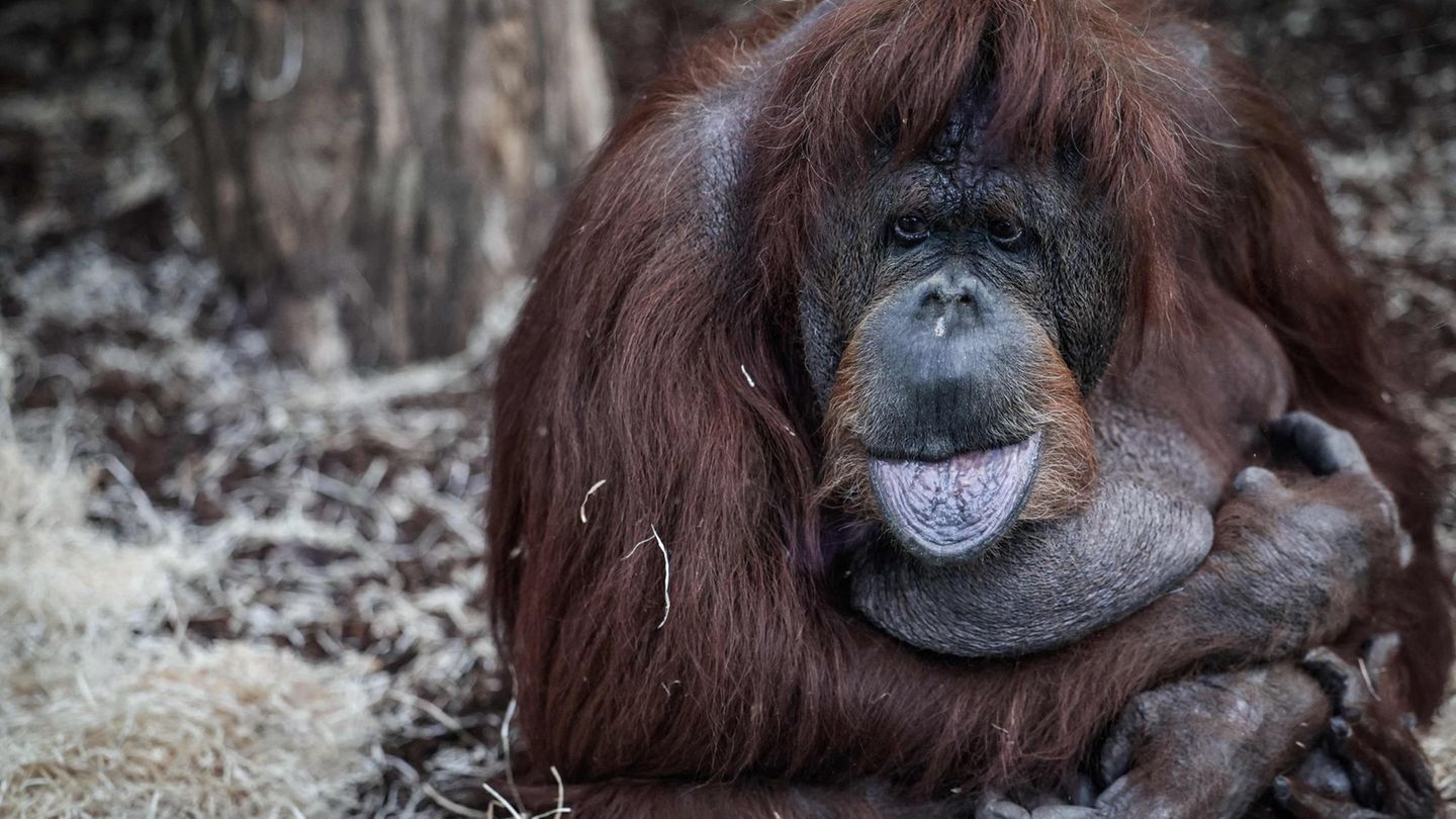 Paris, Frankreich. Die 57-jährige Borneo-Orang-Utan-Dame Nenette sitzt tiefenentspannt in ihrem Gehege im Menagerie-Zoo des Jardin des Plantes und streckt ihre Zunge den Besuchern entgegen.
