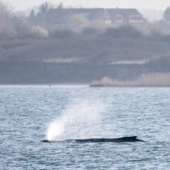 Die Lage des vor der Insel Poel in der Ostsee gestrandeten Buckelwals sorgt auch für Anfeindungen bis hin zu Morddrohungen. (Arc
