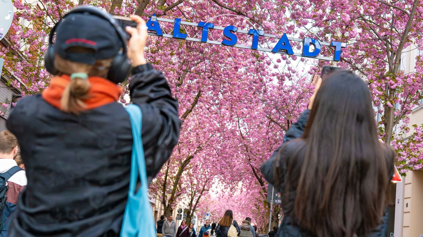 Ausflugsziel: Flohmarkt und Streetfood - Bonn feiert die Kirschblüte
