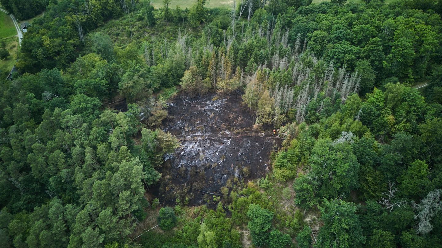 Waldbrände: Frühling bringt Waldbrandgefahr nach Rheinland-Pfalz