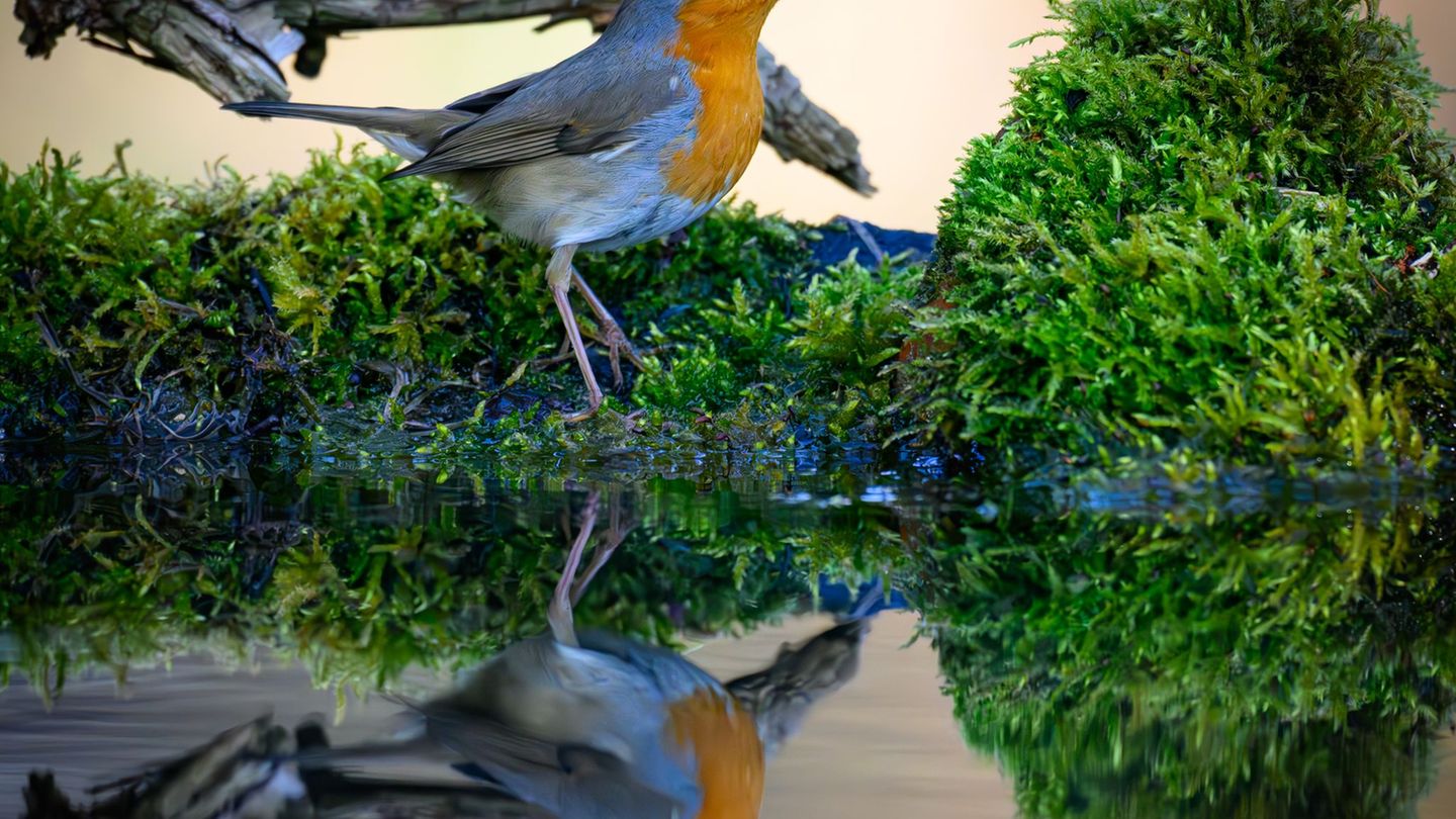Studie: Naturklänge aus heimischen Wäldern wirken besonders erholsam