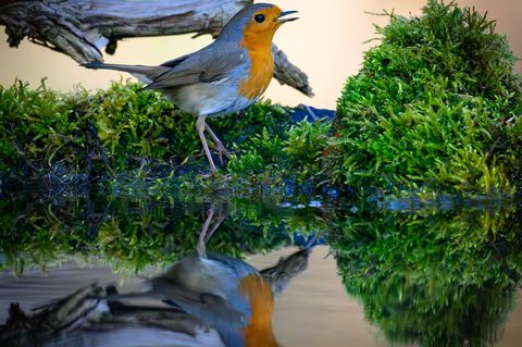 Der Gesang des Rotkehlchens ist eine Abfolge hoher Töne, die laut Nabu in einer perlenden Strophe enden. (Symbolbild) Foto: Patr