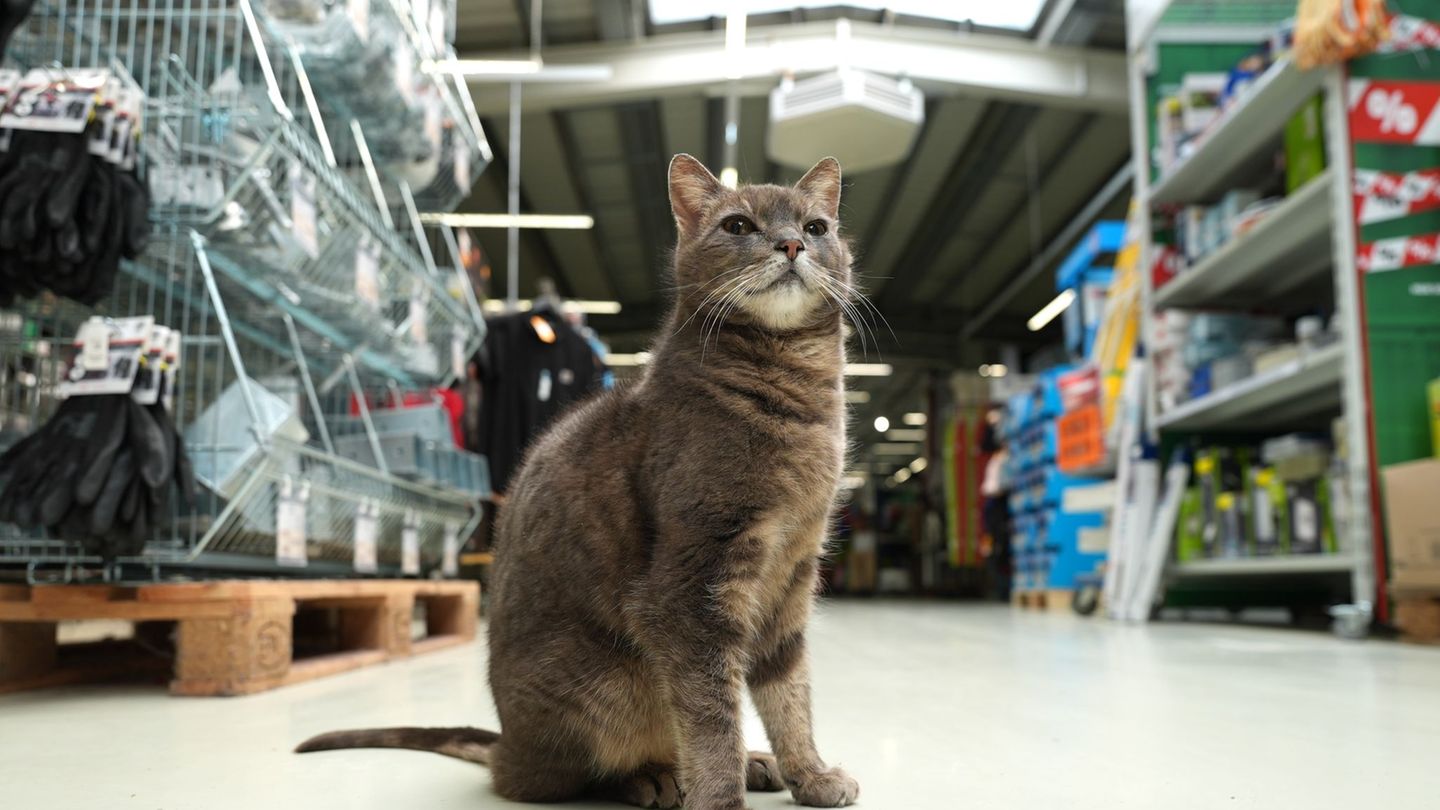 Tiere: Katze Lotti wohnt in Plöner Baumarkt