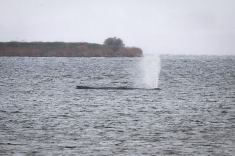 Der schwer geschwächte Wal liegt weiter vor der Insel Poel