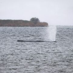 Der schwer geschwächte Wal liegt weiter vor der Insel Poel