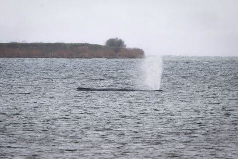 Seit mehr als einer Woche ist der Buckelwal in der Wismarbucht gestrandet. (Archivbild) Foto: Philip Dulian/dpa