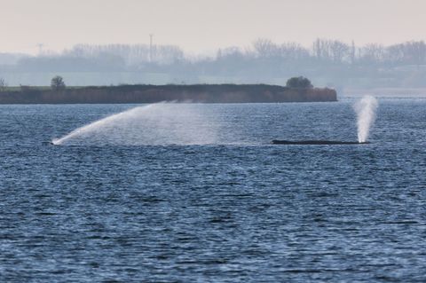 Der Buckelwal liegt am frühen Vormittag noch immer auf einer Sandbank vor der Insel Poel. Foto: Marcus Golejewski/dpa