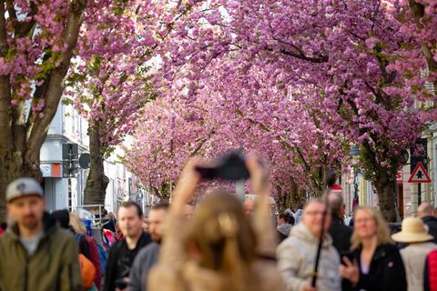 Besucher genießen den Blick auf die rosa Blütenpracht. Foto: Henning Kaiser/dpa