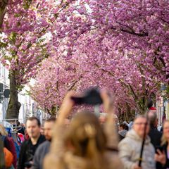 Besucher genießen den Blick auf die rosa Blütenpracht. Foto: Henning Kaiser/dpa