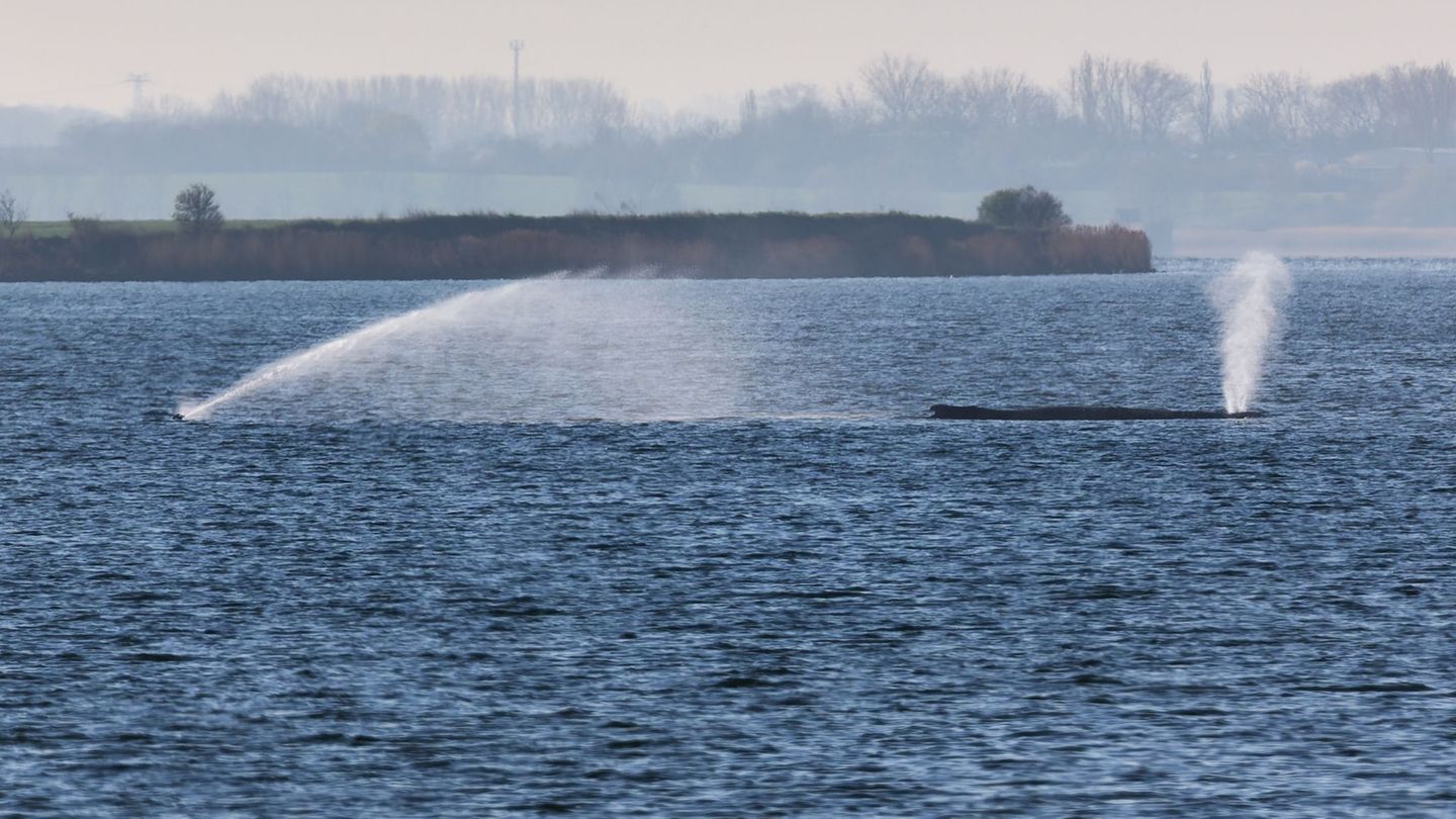 Ostseeküste: Menschenkette für sterbenden Buckelwal – Hoffnung schwindet