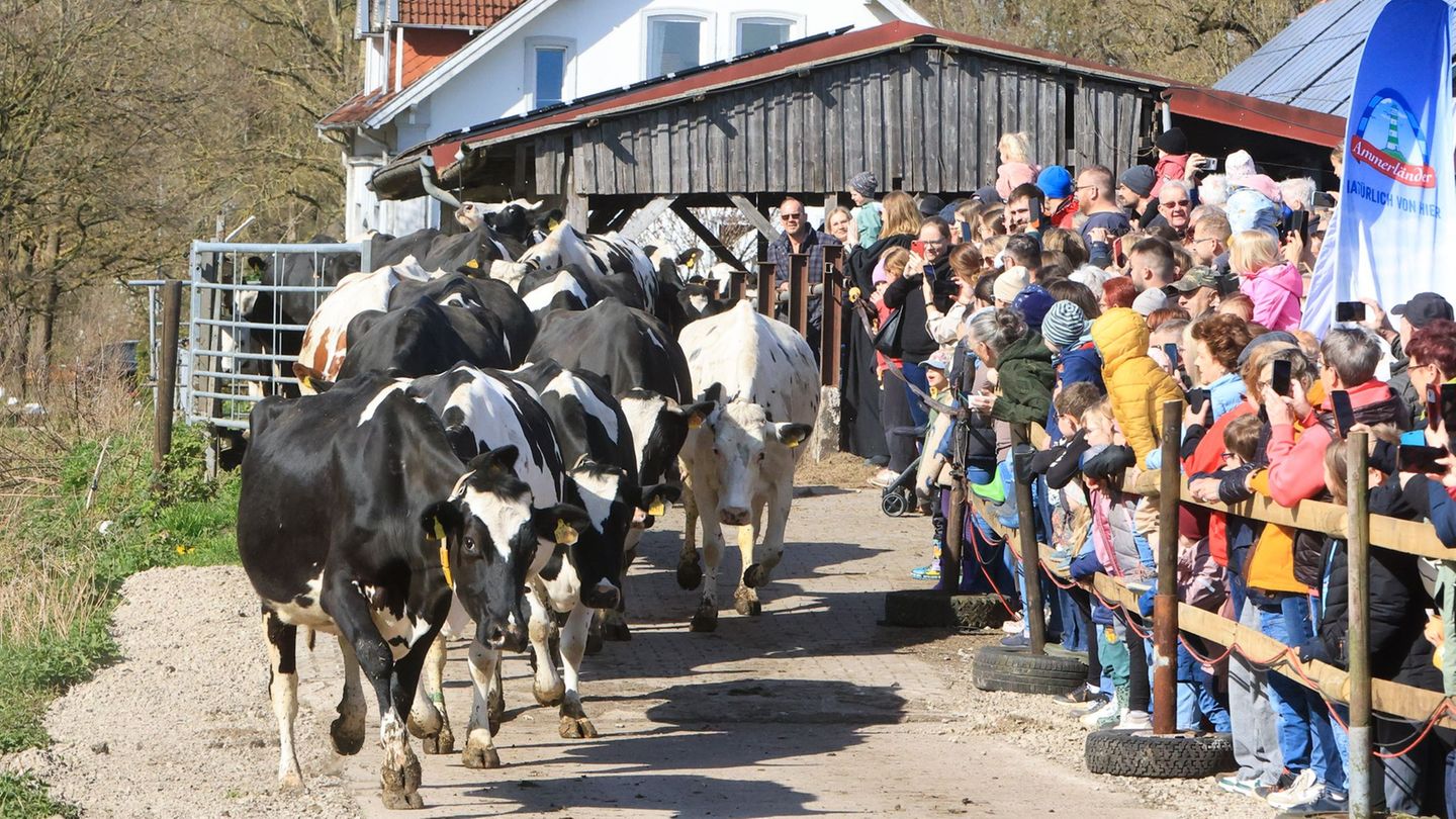 Tierischer Brauch: Weidesaison startet: Kühe kehren auf die Wiesen zurück