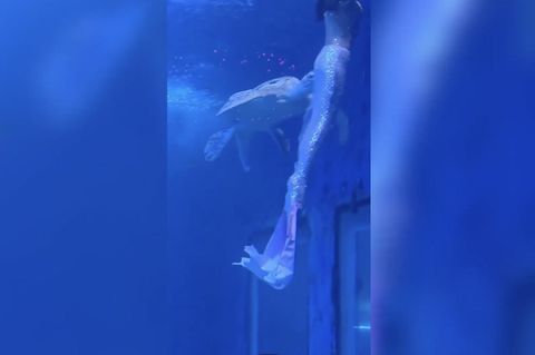 Eine Schildkröte beißt eine Schwimmerin im Kostüm