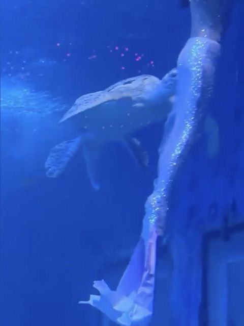 Eine Schildkröte beißt eine Schwimmerin im Kostüm