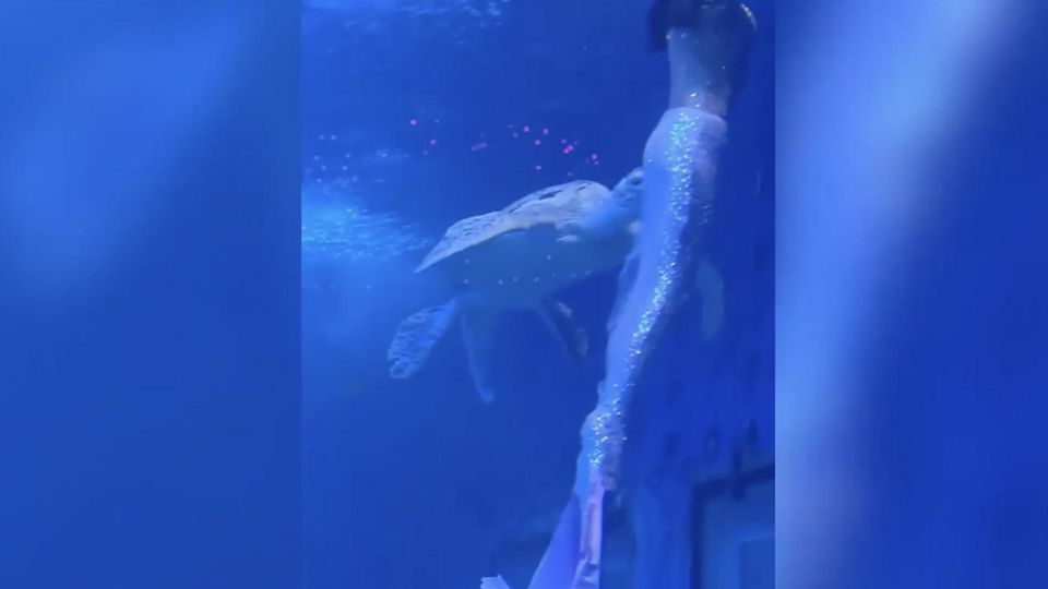 Eine Schildkröte beißt eine Schwimmerin im Kostüm