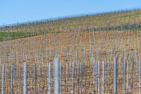 Die gesamte Rebfläche in Deutschland wird kleiner. (Symbolbild) Foto: Andreas Arnold/dpa