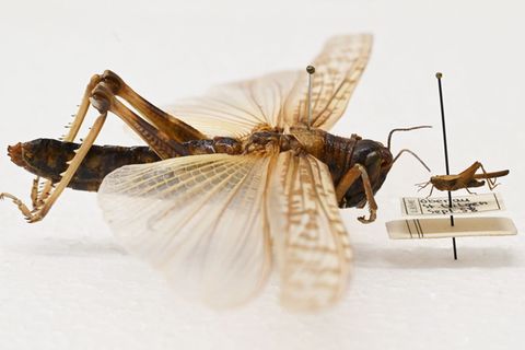 Beeindruckender Größenunterschied: Während die Dornschrecke (rechts) hierzulande häufig vorkommt, werden Wanderheuschrecken (lin