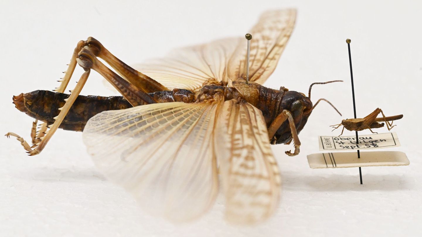 Beeindruckender Größenunterschied: Während die Dornschrecke (rechts) hierzulande häufig vorkommt, werden Wanderheuschrecken (lin