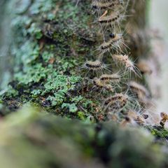 Der Eichenprozessionsspinner ist eine in Deutschland heimische Schmetterlingsart - sie kommt bevorzugt in warmen, trockenen Regi