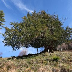 Die "Ureibe" steht einzeln und frei auf einer Almwiese. Foto: Karl-Josef Hildenbrand/dpa