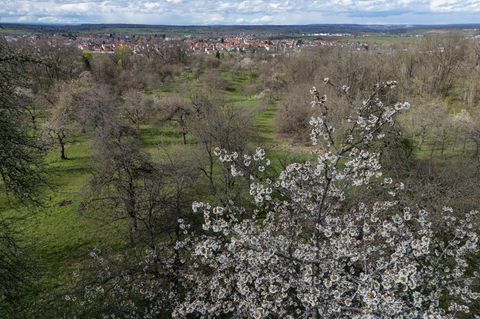 Die Streuobstwiesen in Thüringen sollen erhalten werden. (Symbolbild) Foto: Marijan Murat/dpa