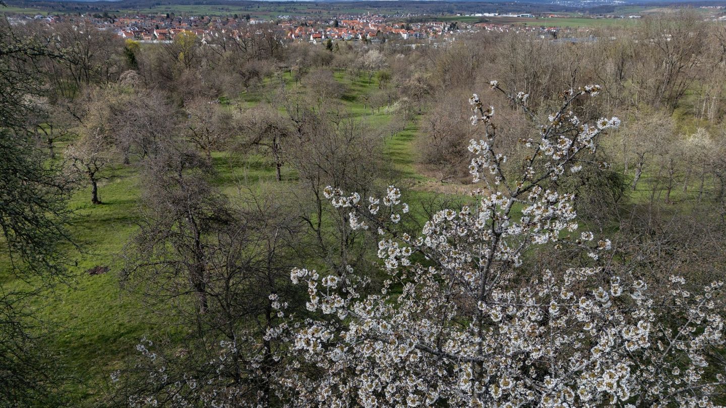 Naturschutz: Hilfe für alte Bäume – Streuobstwiesen sollen bleiben