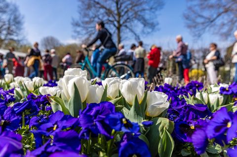 Auch im vergangenen Jahr blühten viele Blumen beim traditionellen Luckauer Tulpenfest. (Archivbild) Foto: Frank Hammerschmidt/dp