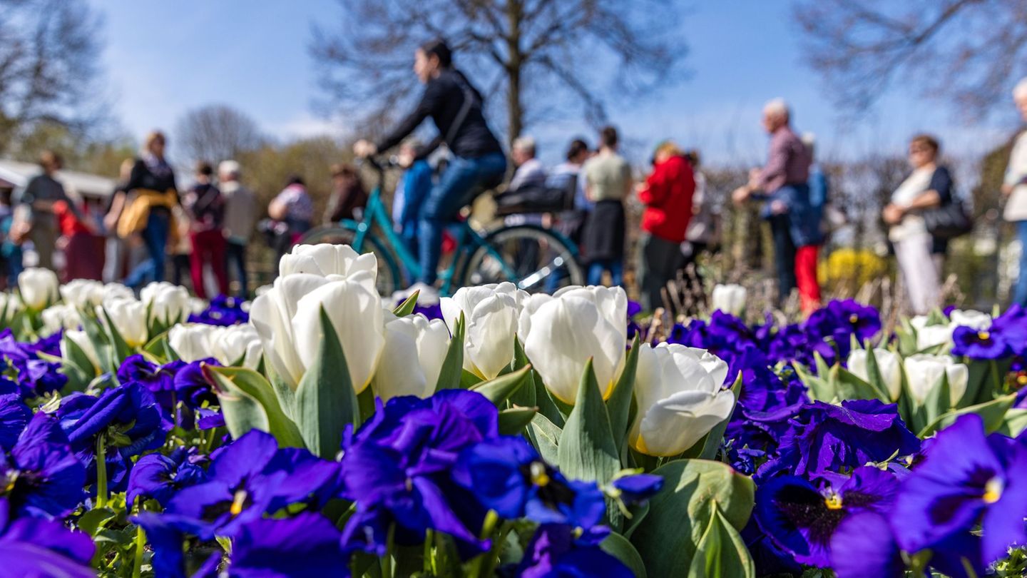 Der Frühling ist da: Tausende Tulpen bringen Brandenburgern Frühlingsgefühle