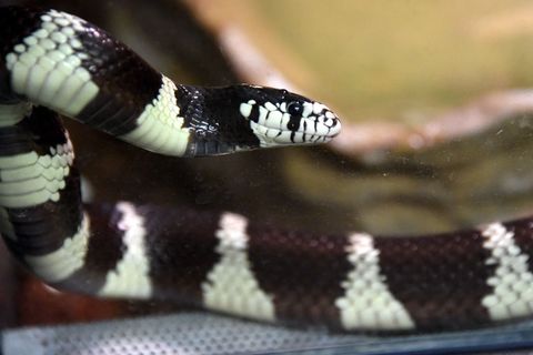 Die Kalifornische Kettennatter ist ungiftig und in Europa nicht heimisch. (Archivbild) Foto: picture alliance / dpa