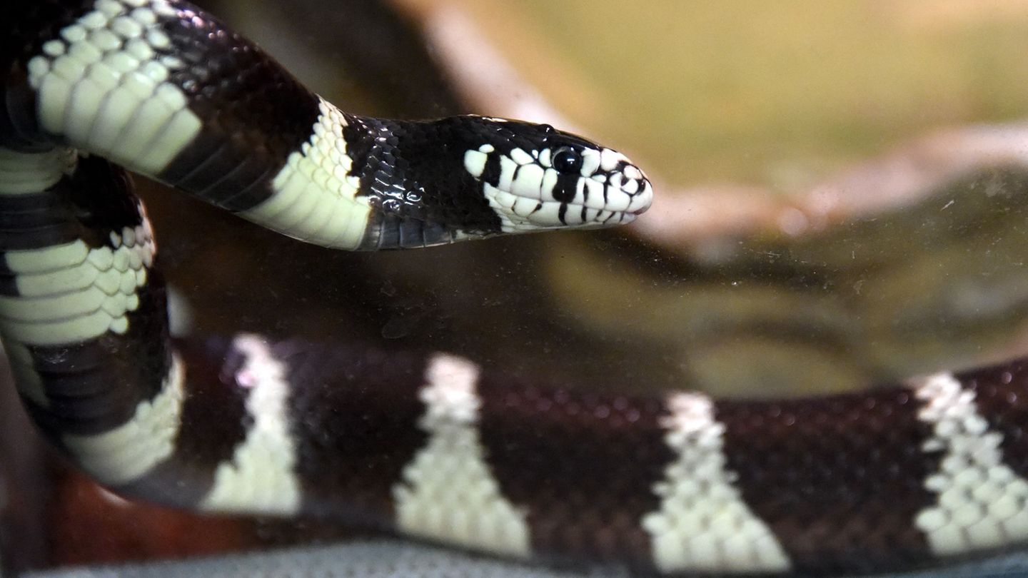 Die Kalifornische Kettennatter ist ungiftig und in Europa nicht heimisch. (Archivbild) Foto: picture alliance / dpa