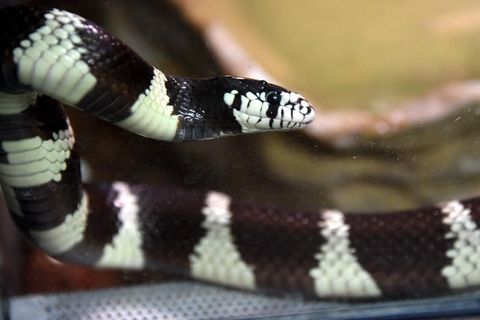 Schlange Exotisch Polizei