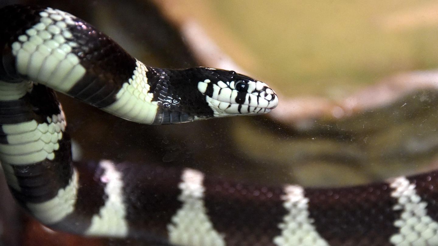 Polizeieinsatz: Ausgebüxt: Exotische Schlange ruft Polizei auf den Plan