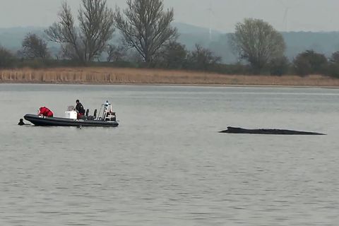 Die Frau war nah an den Wal herangeschwommen. Foto: News5/dpa