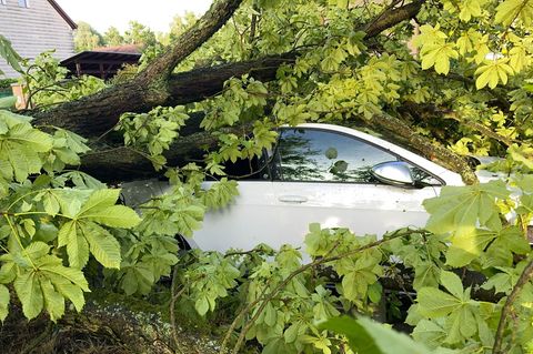 Im Juni gab es schwere Böen in Berlin und Brandenburg - entwurzelte Bäume fielen auch auf Autos. (Archivbild) Foto: Jens Dudziak