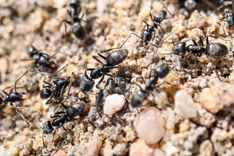 Die Große Drüsenameise ist im Saarland bisher nur in Saarlouis nachgewiesen worden (Symbolbild) Foto: Uli Deck/dpa