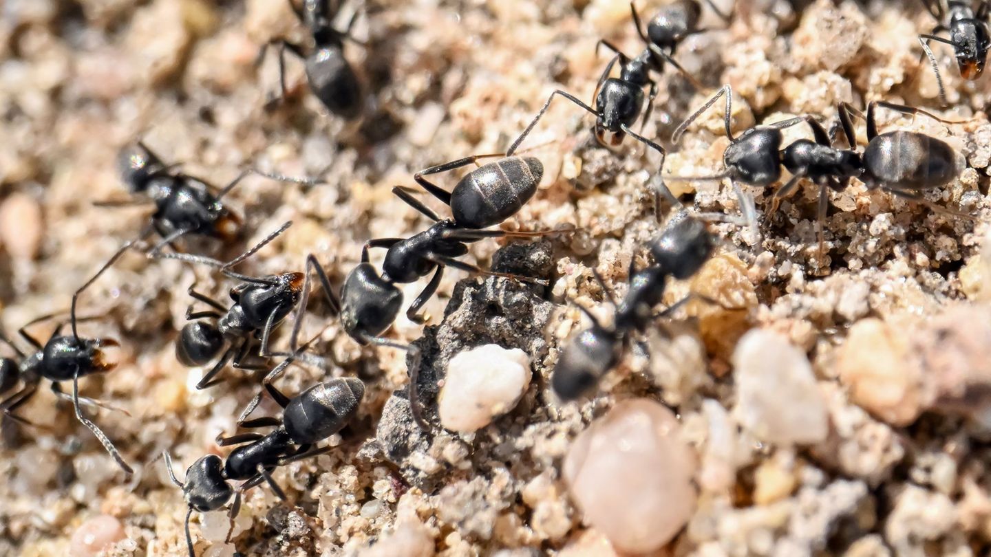 Die Große Drüsenameise ist im Saarland bisher nur in Saarlouis nachgewiesen worden (Symbolbild) Foto: Uli Deck/dpa