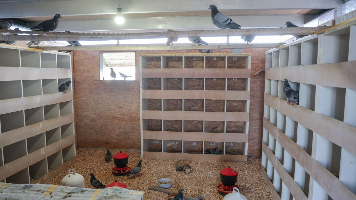 Betreute Taubenschläge: Wie Städte die Zahl der Tauben reduzieren wollen