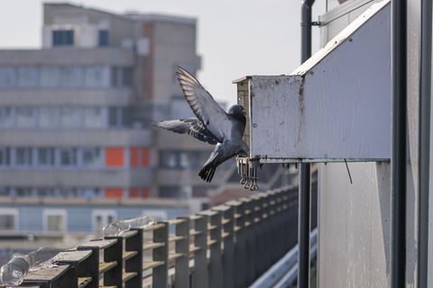 Im Taubenhaus in der Bremer Innenstadt finden Tauben ein sauberes Zuhause mit artgerechtem Futter und Nistplätzen. Foto: Focke S