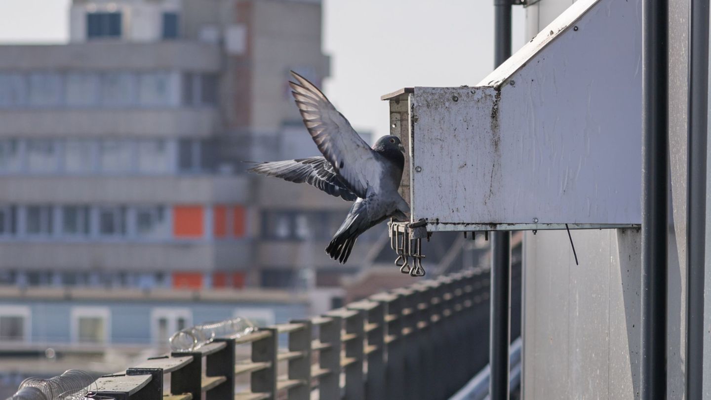 Betreute Taubenschläge: Eiertausch mit Wirkung - was Städte für und gegen Tauben tun