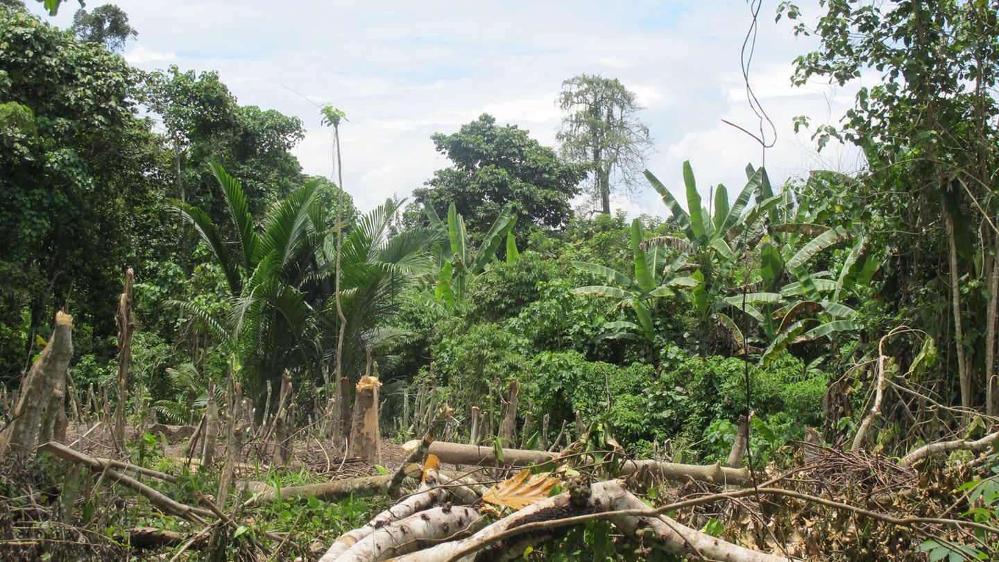 Heftiger Tropensturm: Zyklon "Maila" im Südpazifik: Elf Tote in Papua-Neuguinea