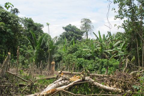 Der Zyklon "Maila" hat Teile von Papua-Neuguinea mit voller Wucht getroffen. (Symbolbild) Foto: Christiane Oelrich/dpa