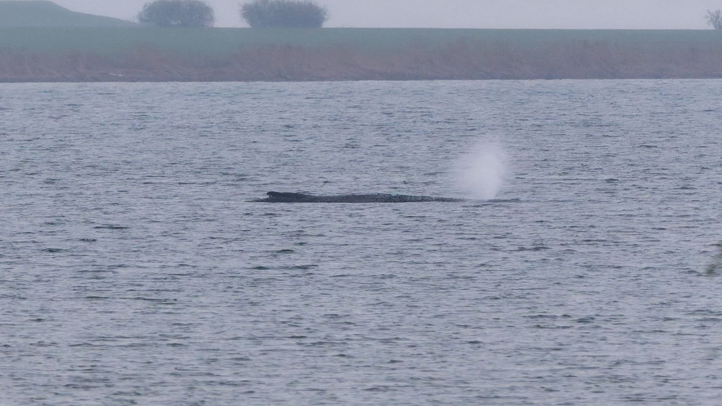 Tiere: Gestrandeter Buckelwal lebt noch - weiteres Vorgehen offen