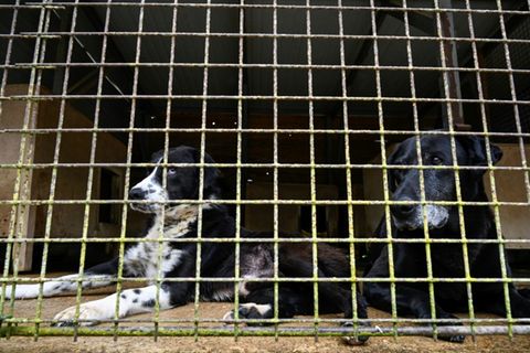 Hunde in Tierrettungsstation in Frankreich