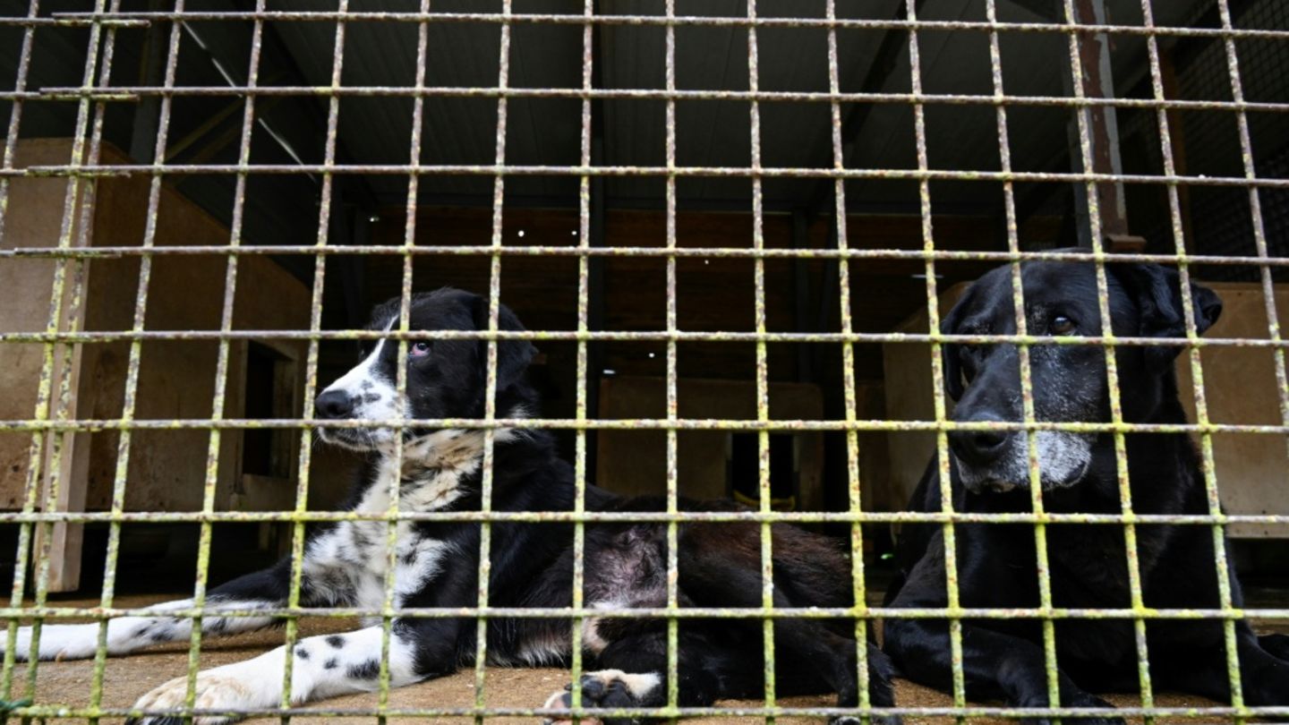 Hunde in Tierrettungsstation in Frankreich