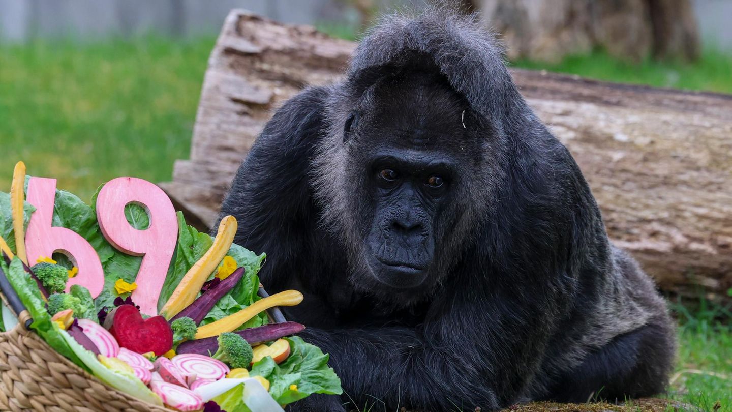 Berlin, Deutschland. Gorilla-Dame Fatou bekommt von ihren Tierpflegern zum 69. Geburtstag einen dekorierten Obst- und Gemüsekorb als Geschenk. Fatou ist ein westlicher Flachlandgorilla und lebt seit 1959 im Berliner Zoo. Die alte Dame ist der dokumentiert älteste Gorilla der Welt. In freier Wildbahn werden sie in der Regel 35 bis 40 Jahre alt.