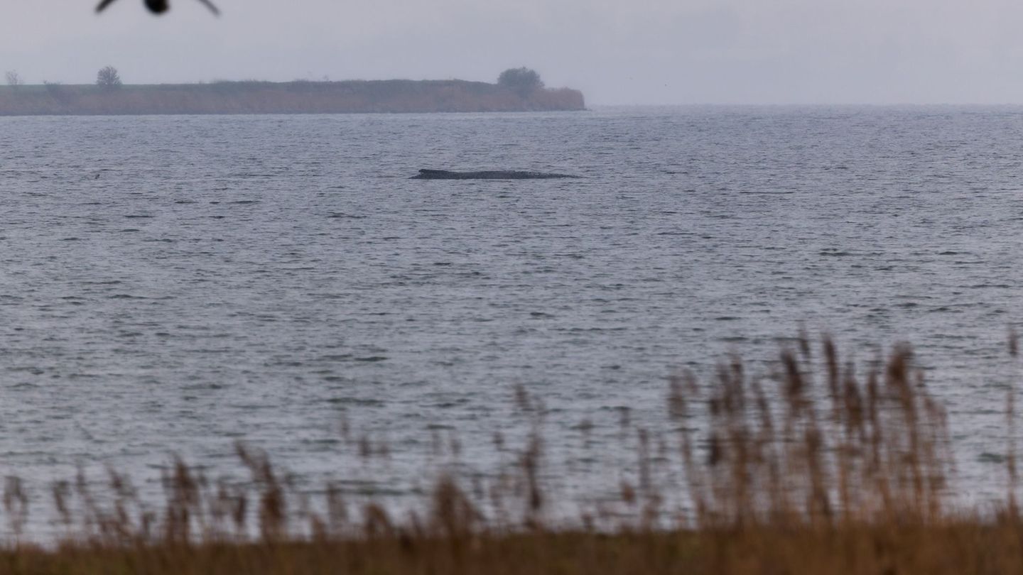 Bundespräsident Frank-Walter Steinmeier will einen schon vorab geplanten Besuch des Ozeaneums in Stralsund auch dafür nutzen, si