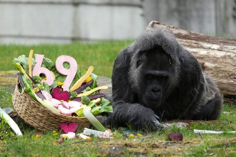 Zu ihrem Ehrentag gibt es einen Korb voller Gemüse für die Gorilla-Dame. Foto: Sven Kaeuler/dpa