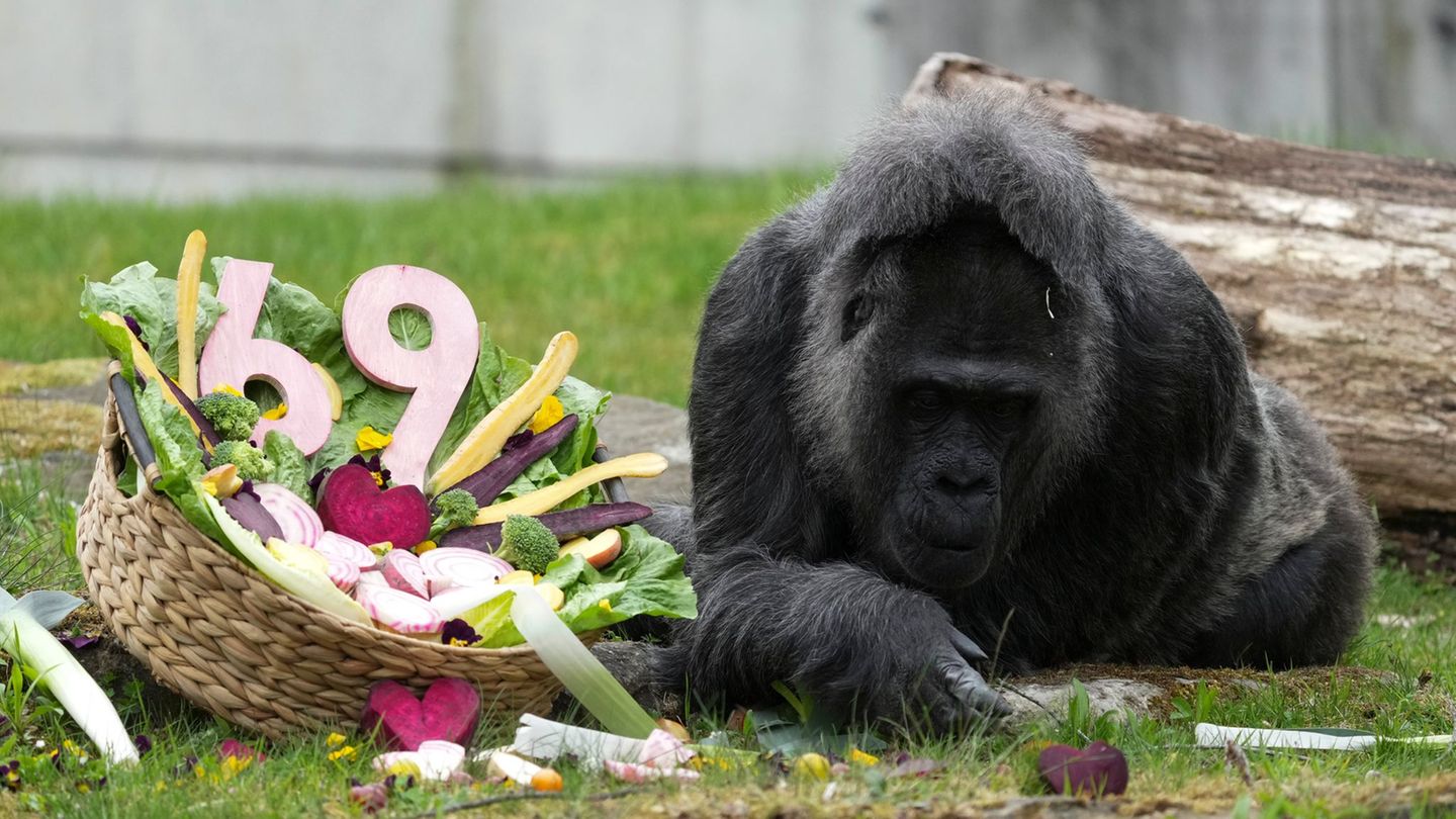 Tiere: Wohl ältester Gorilla der Welt feiert Geburtstag