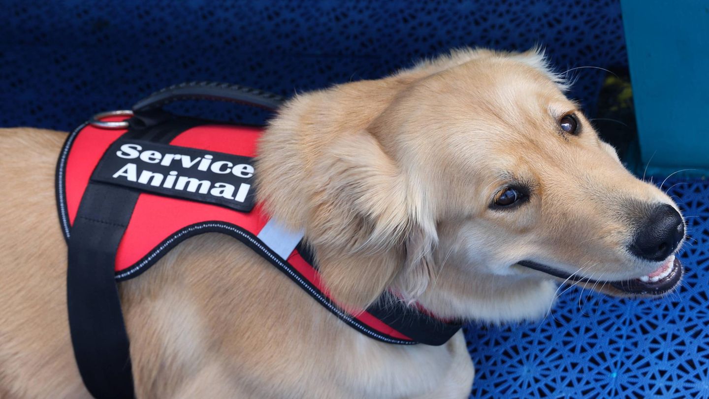 Ein Assistenz-Hund