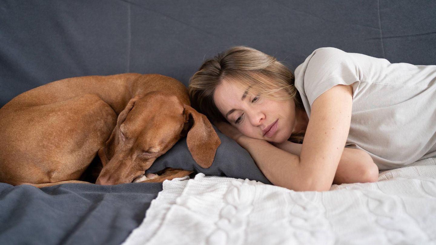 Kommissar Rex ist zurück: Sieben besondere Fähigkeiten von Hunden